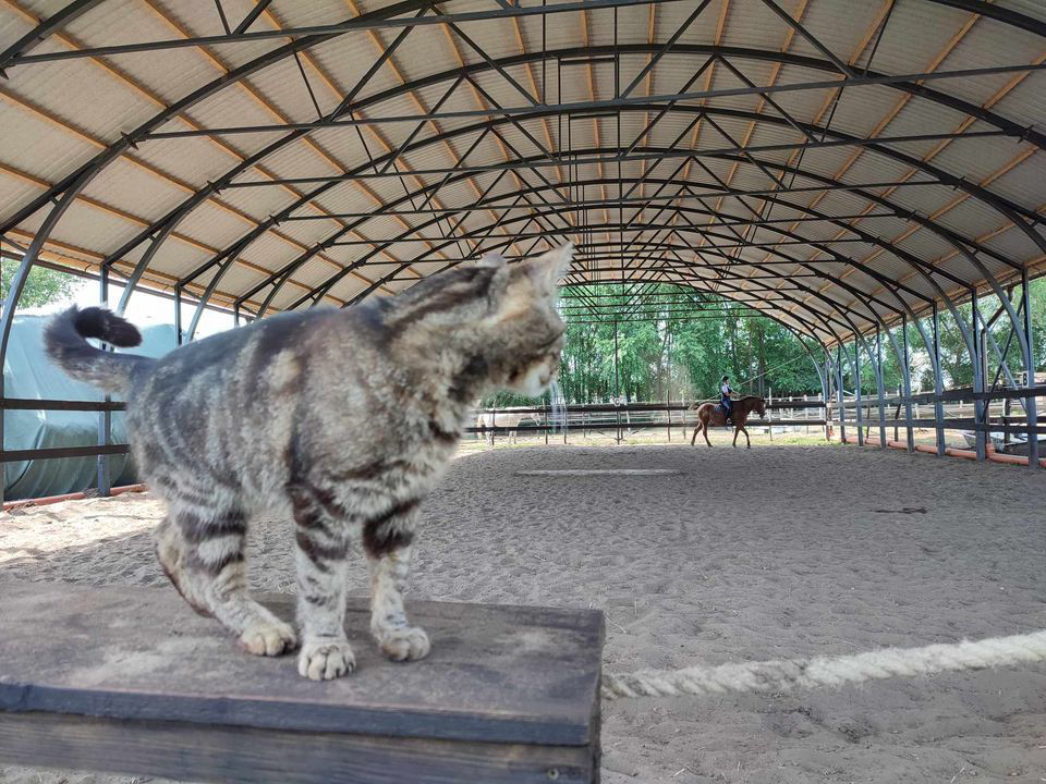 Debrecen bértartás félridegtartás természetes lótartás könnyen megközelíthető olcsó ló 
