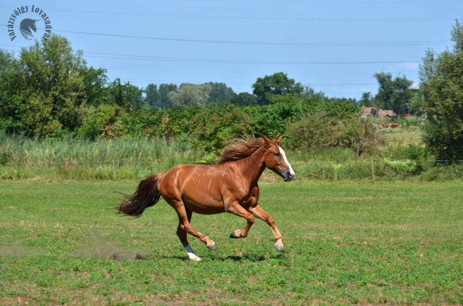 Kapitány lovasiskola Debrecen lovagoltatás felestartás sétalovaglás tereplovaglás